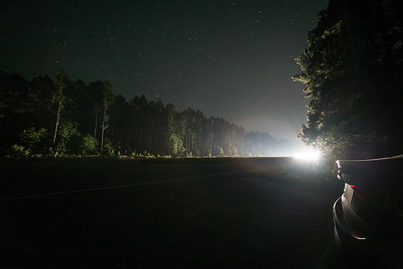 Forest Lights
