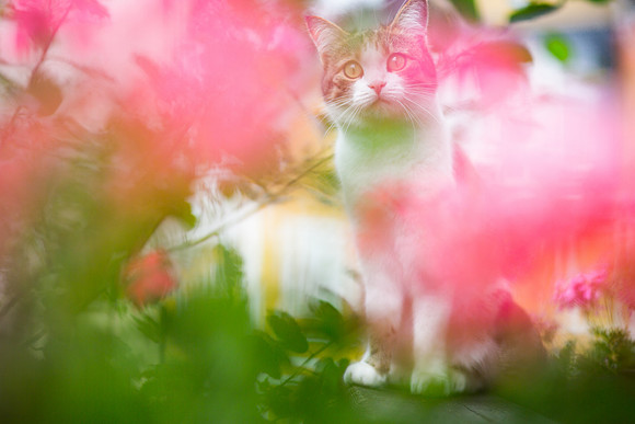 Cat in Austria